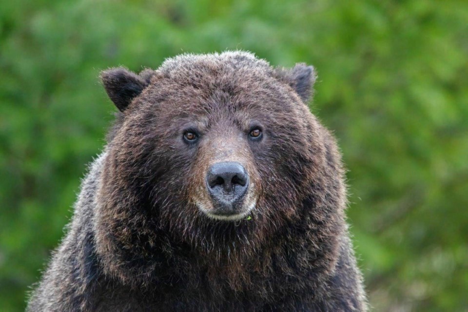 Third: Sebastien Nadeau (Squamish) – grizzly bear.