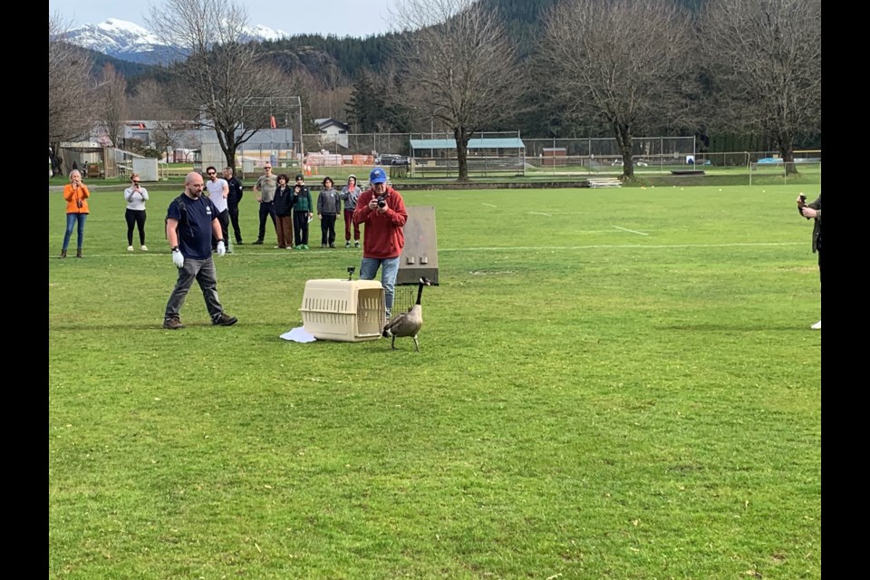 Wilson is released at Brennan Park field on Sunday afternoon. 
