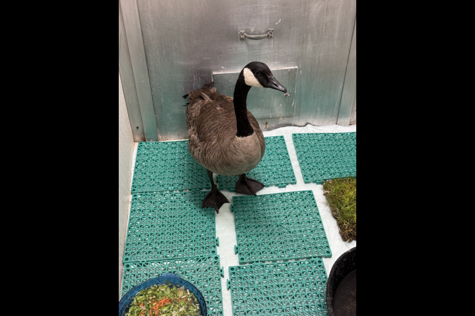 Wilson at the MARS Wildlife Rescue.