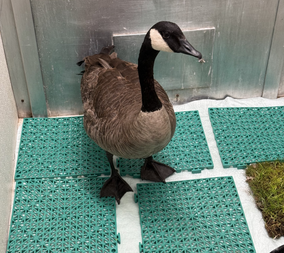 wilsonmars-wildlife-rescue