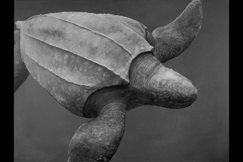 A portrait of the leatherback sea turtle by Mathias Horne.