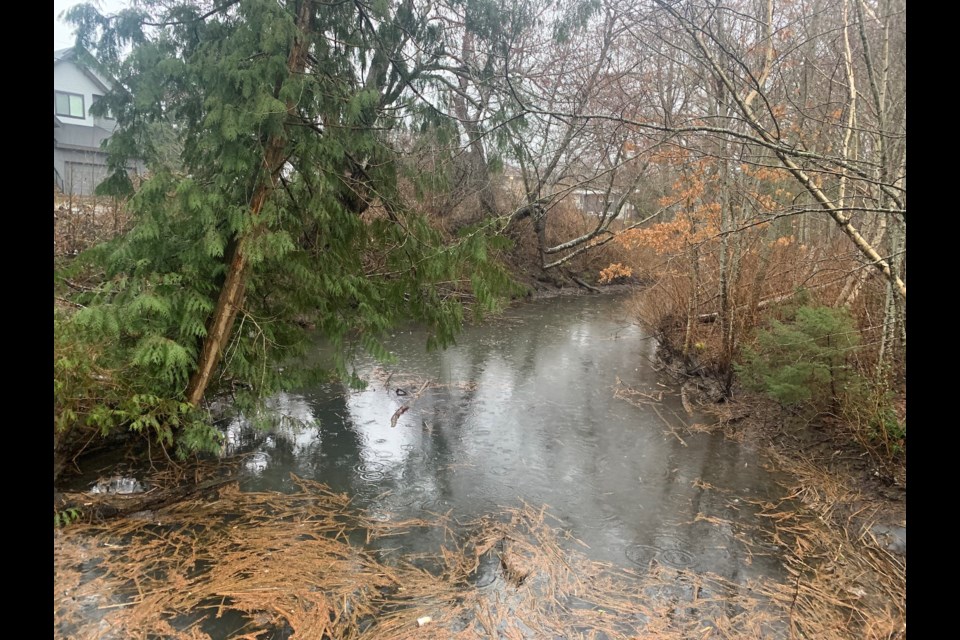 A portion of Wilson Slough as seen on Friday, March 8.