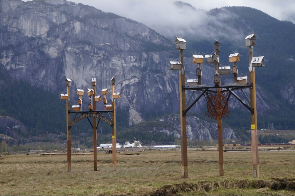 Squamish Environment Society volunteers were out on Sunday erecting the second purple martin nesting box structure (left) in the Squamish Estuary. 