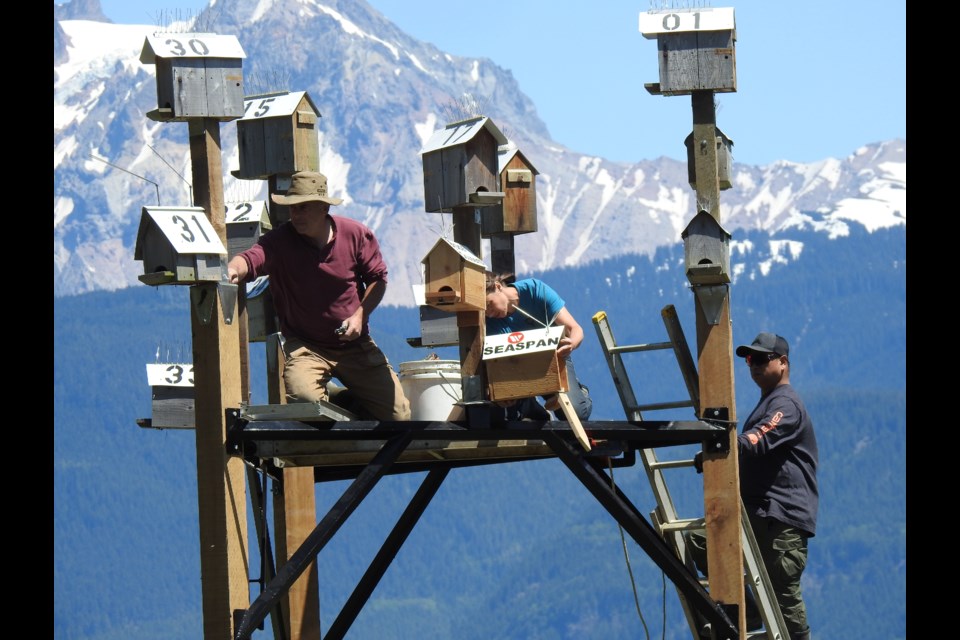 Nest boxes for purple martins were moved from Howe Sound to the Squamish Estuary on June 4.          