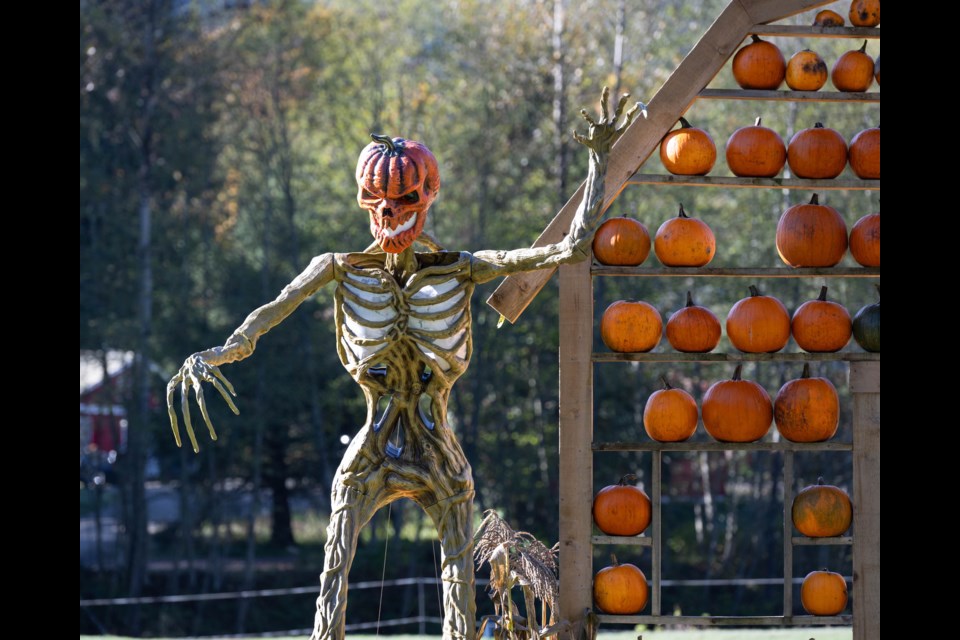 Glacier Valley Farm's annual pumpkin patch is on now at 12825 Squamish Valley Rd, Brackendale. 