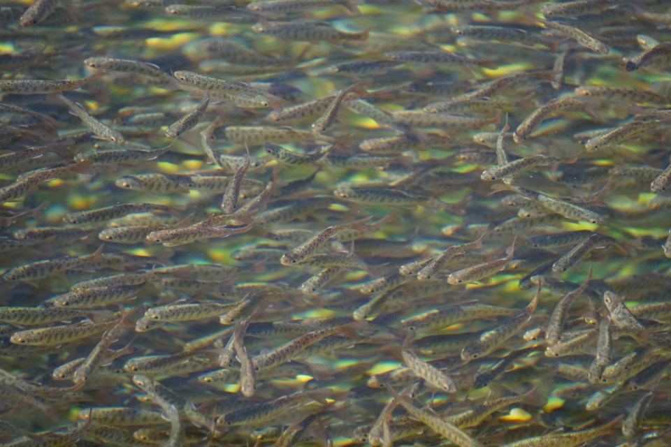 Thousands of coho salmon fry swim through the rearing channels at Tenderfoot Creek Hatchery, captured on Sept. 29 during 鶹Rivers Day 2024.    