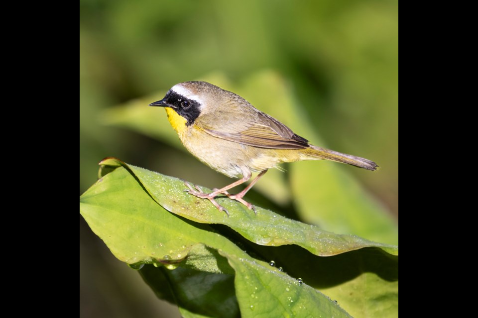A  common yellowthroat, also known as the yellow bandit or Maryland yellow-throat.