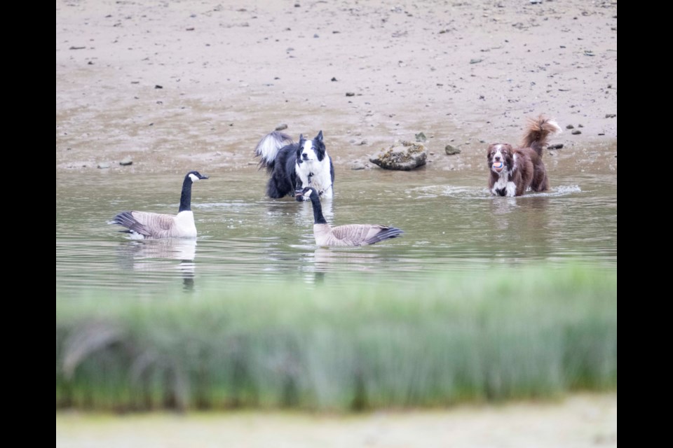 Watching from a distance. 
If you have a photo to share, send it to news@squamishchief.com.