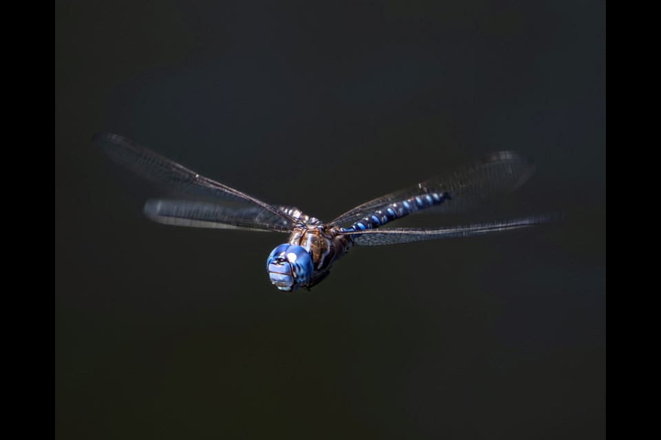 Squamish dragonfly.