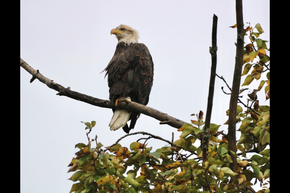 Eagle season—October to February—has begun in Squamish