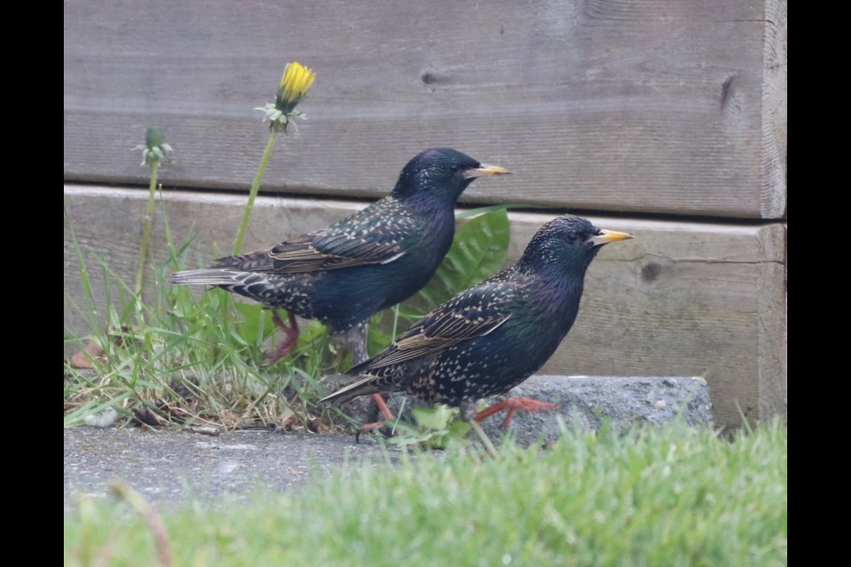 European starlings (Common starling).