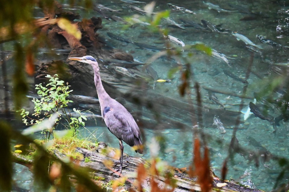 Graham Rowbotham took this fantastic shot of a blue heron "next to the salmon highway," he said. 