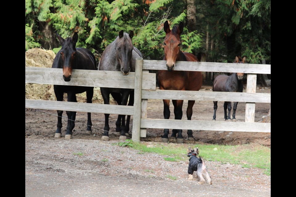 Bentley meets horses at Second Chance Cheekye Ranch.