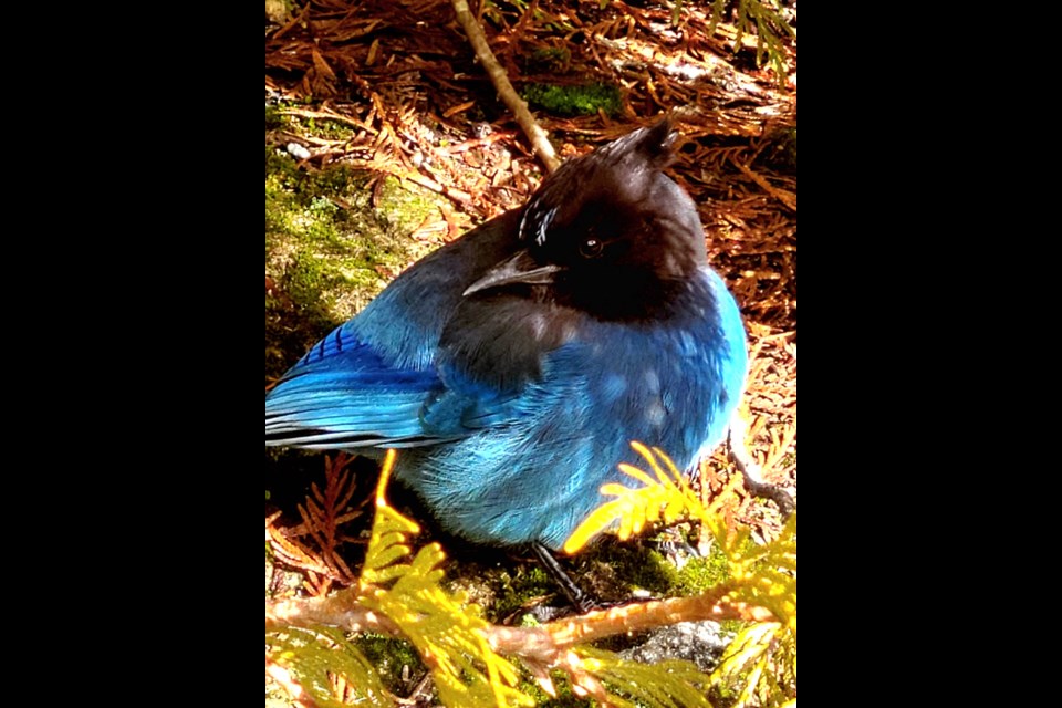 A blue jay at Fawn Lake.