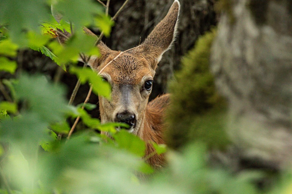 Michael Lonergan saw this deer near the Squamish River.