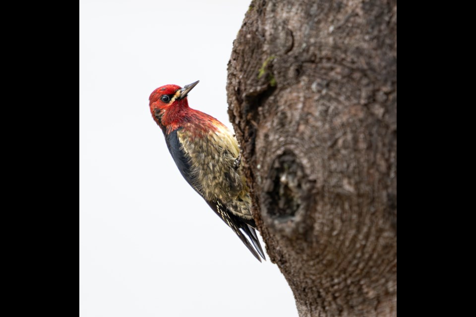 A red-breasted sapsucker in Squamish. It will be a chilly few days for birds and humans this week. 