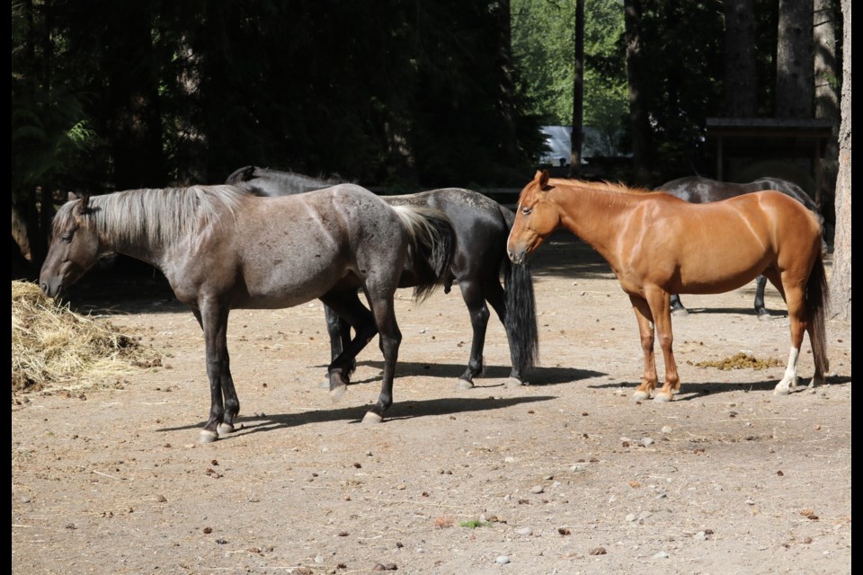 Squamish photographer Aafreen Arora recently visited Second Chance Cheekye Ranch (SCCR), located on Squamish Valley Road. 
