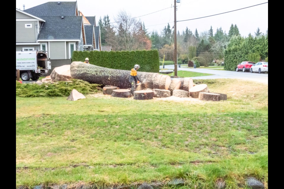 Some in Squamish have been abuzz over the buzz of a chainsaws that took down a large tree in the Garibaldi Estates on Dec. 7.