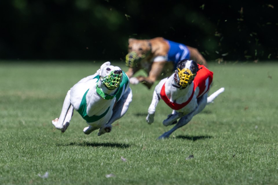 The annual British Columbia Whippet Racing Club (СƵWRC) racing weekend was held at Brennan Park Recreation Centre on Aug. 12 and 13. 


