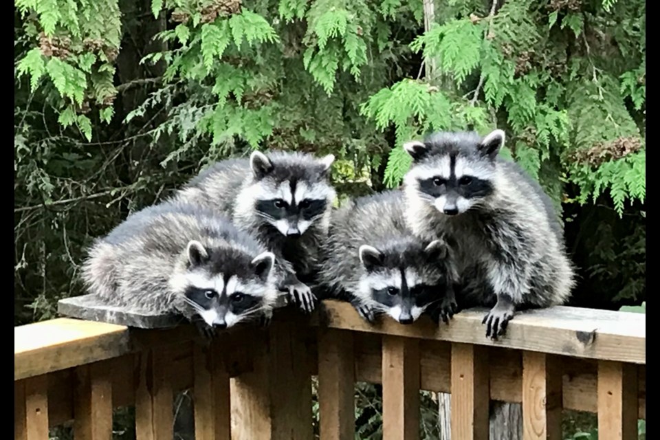 Vlasta Aracki recently shot this photo of four young adorable raccoons in her backyard.  Remember that raccoons can be dangerous when threatened or cornered. They are wild animals and should be treated as such. 