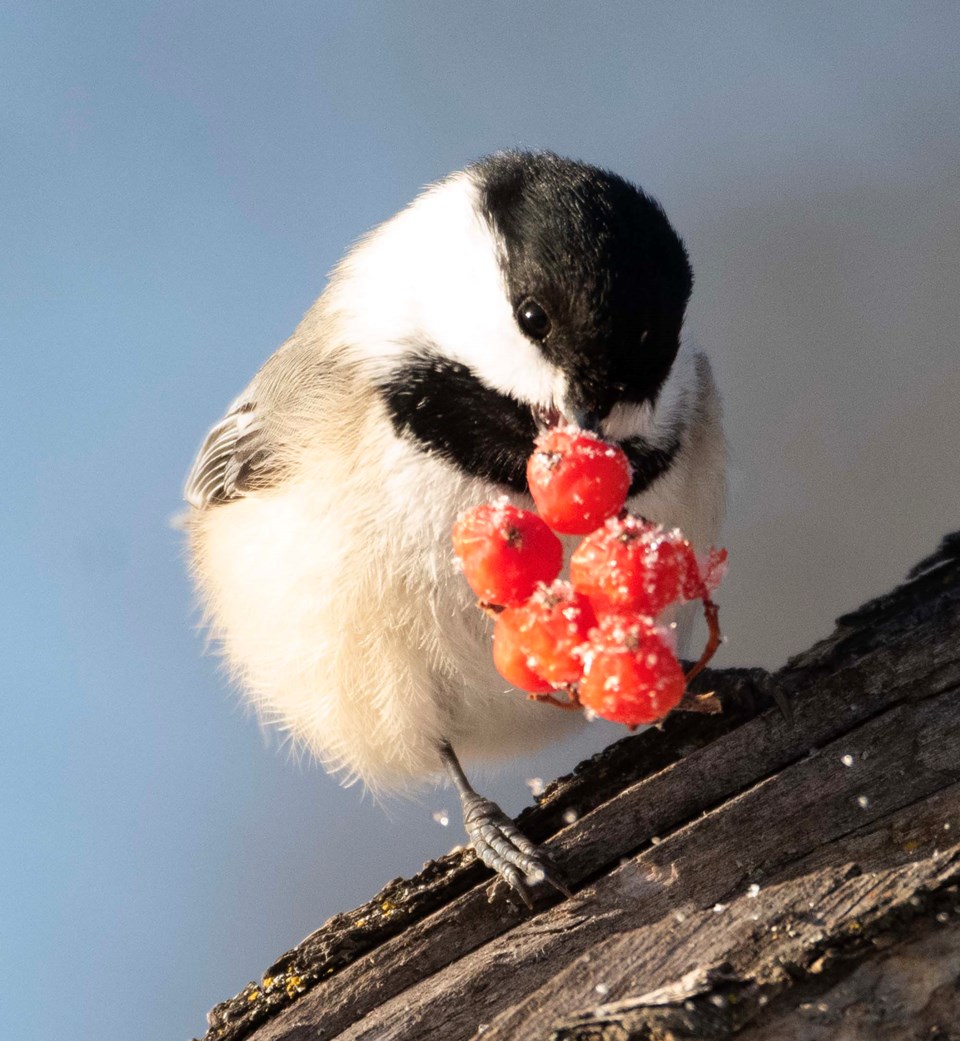 0104-birdcountresults-chickadee-5404-km