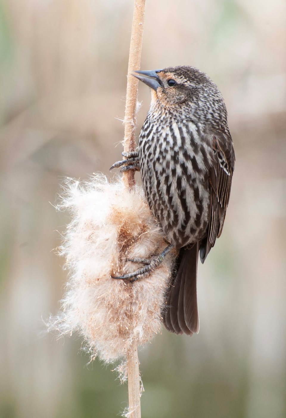 0106-birdcountresults-blackbird-6089-km
