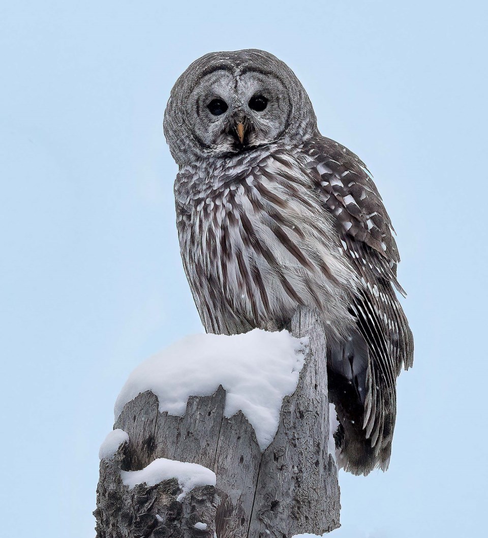 0111-birdcountresults-barred-owl-sup