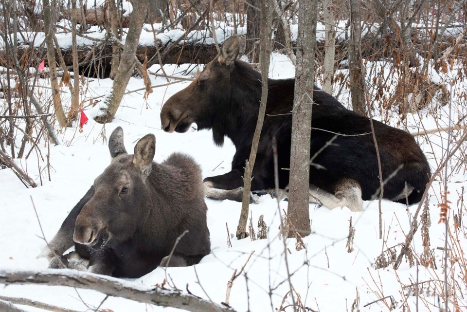 0111-blessanimalguide-moose-0162-km