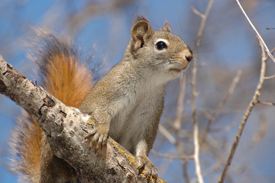 0203-squirreltalk-wild-st-albert-red-squirrel-km-9274
