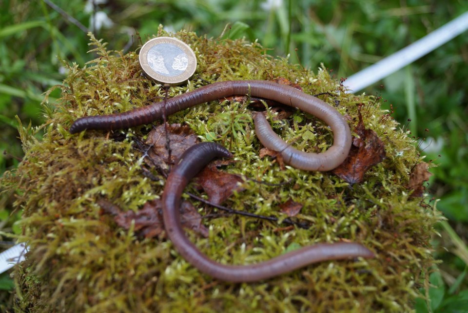 Earthworms can be homewreckers 