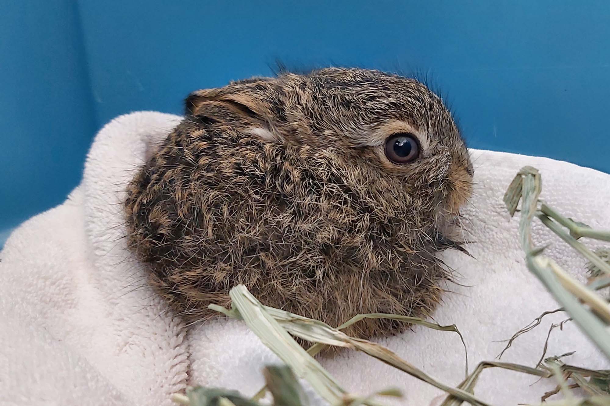 Can i touch a wild baby bunny