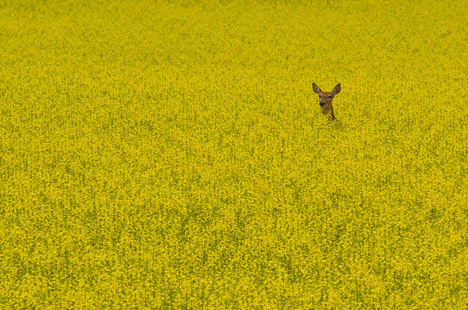 0205-tariff-farm-deer-in-canola-cc-7750w
