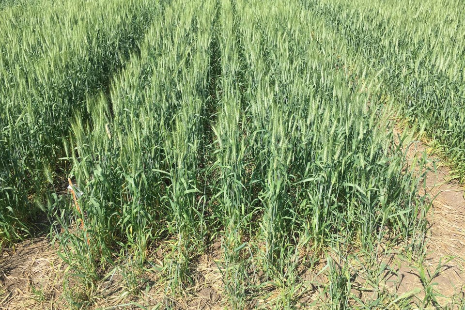 TEST CROPS — U of A researchers treated these wheat crops at the St. Albert Research Station this summer with humalite to see if they could boost crop production. Research suggests humalite can guard crops against drought and reduce fertilizer use. MALINDA THILAKARATHNA/Photo