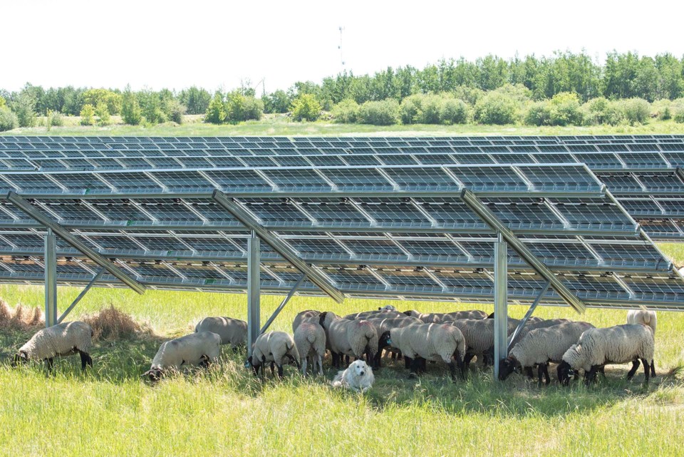 0320-greencowagrivoltaics-bonaccordsheep-3952-km