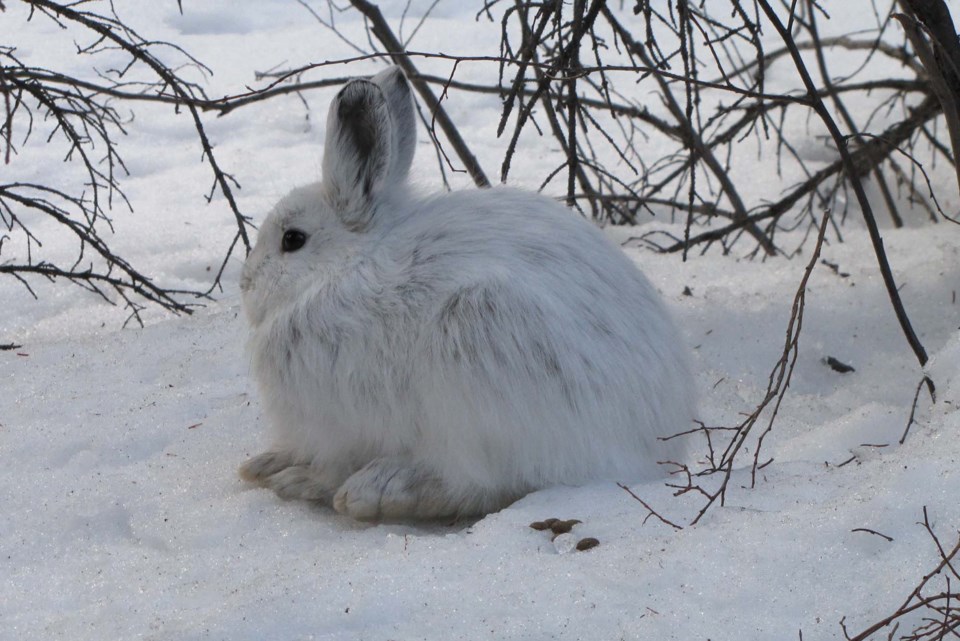 0405-bunnyclimate-snowshoe-hare-sup