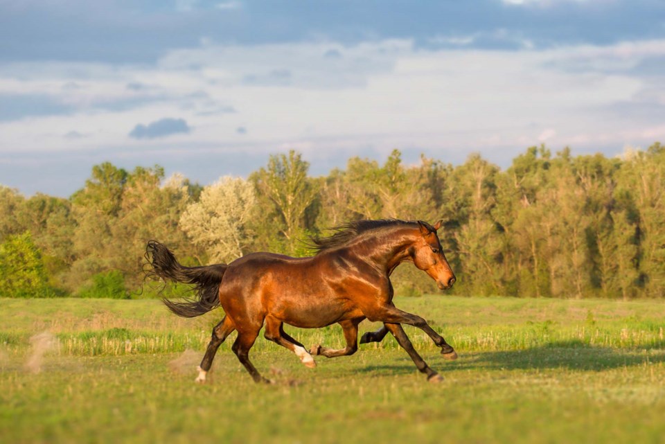 0405-scistal-horselegs-adobestock-83300721-sup