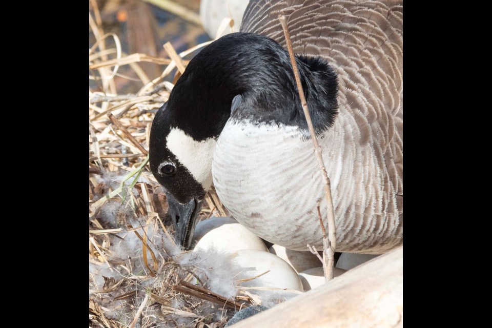 “STILL THERE? GOOD.” — Some birds make very simple nests. This Canada goose at Beaumaris Lake basically plopped its eggs on the ground next to some rocks with only a bit of fluff around them for cushioning. KEVIN MA/St. Albert Gazette