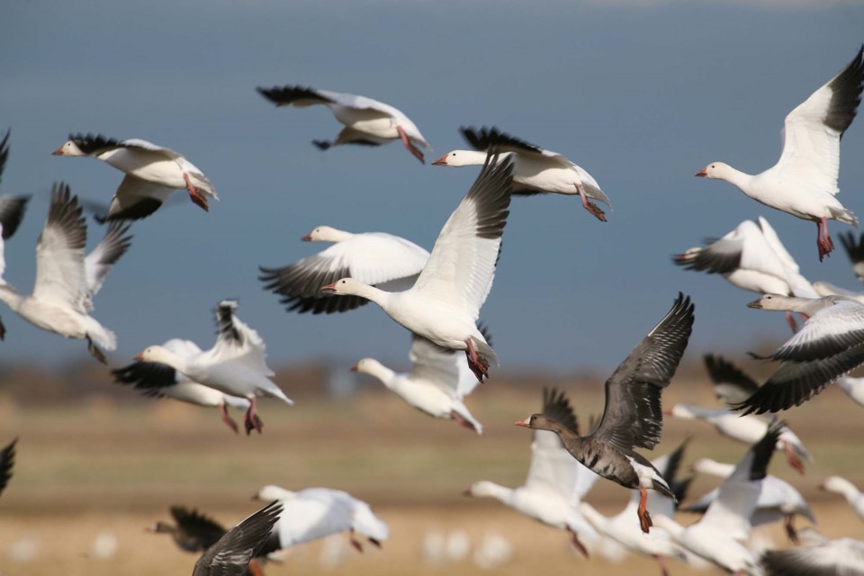 THEY'RE BACK — Thousands of Alberta birders will head to Tofield April 22-23 for the 2023 Snow Goose Festival. Back for the first time since 2002, the event sees birders tour the Beaverhill Lake region to witness tens of thousands of migrating snow geese. DUCKS UNLIMITED, C/O GEOFF HOLROYD/Photo