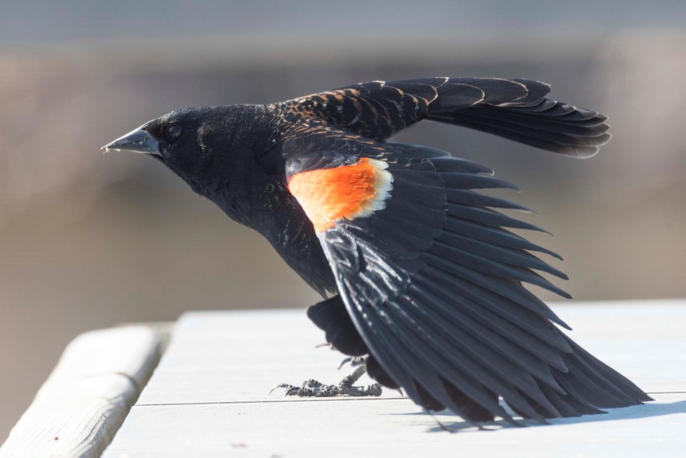 0417-naturechallenge-blackbird-1270-km