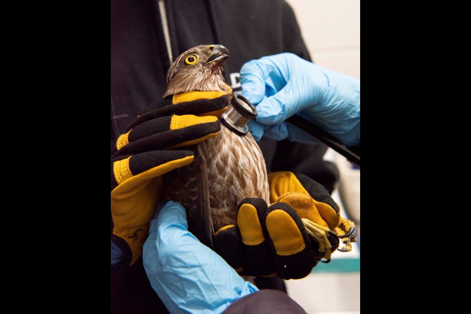 TURN HEAD AND COUGH? — Veterinarian Kelti Katchur uses a stethoscope to examine the lungs of an injured sharp-shinned hawk at the WILDNorth animal hospital in north Edmonton on April 19, 2024. Holding the bird is volunteer Jacquelyn Schenk of Sherwood Park. KEVIN MA/St. Albert Gazette