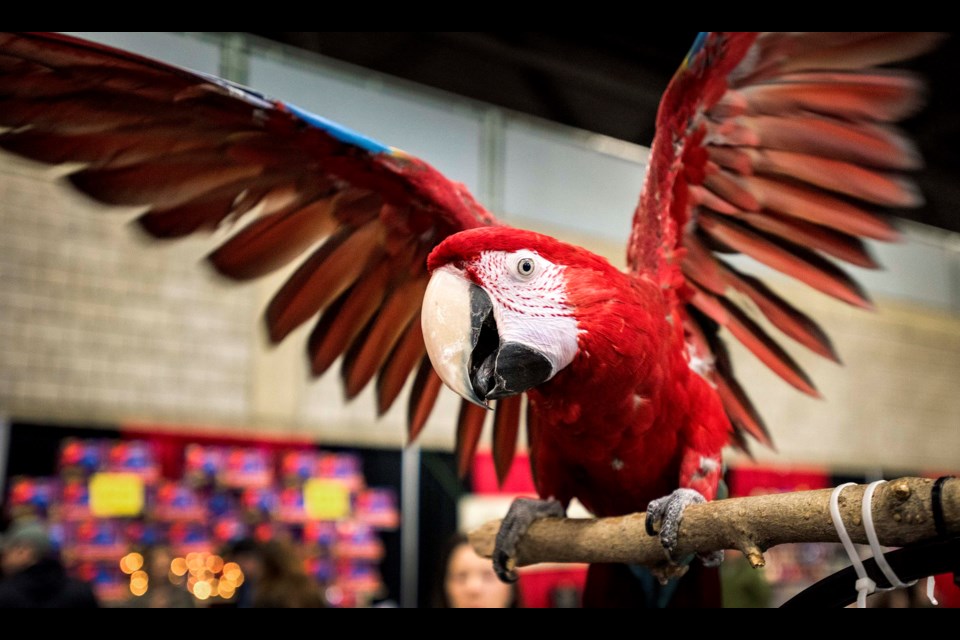 SHOW-OFF – Tiko the green-winged macaw spreads his wings at the Edmonton Parrot Association's exhibit during the Edmonton Pet Expo in Edmonton January 25, 2020.  DAN RIEDLHUBER/St. Albert Gazette