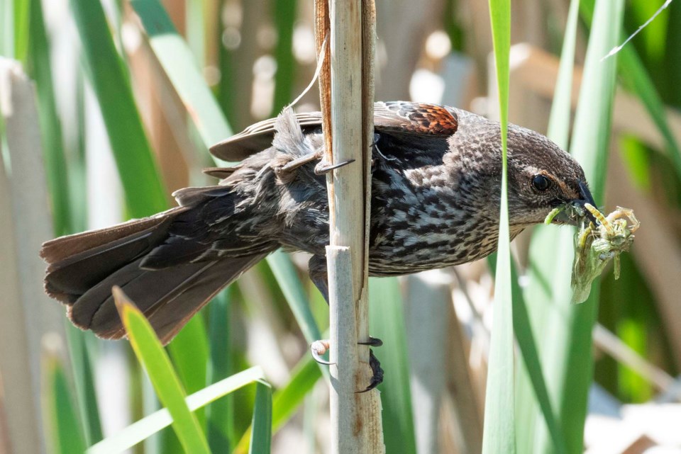 0504-migratorybirdpreview-blackbird-8300-km