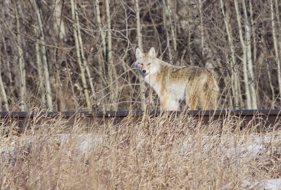 0508-coyotething-coyote-cc-4808
