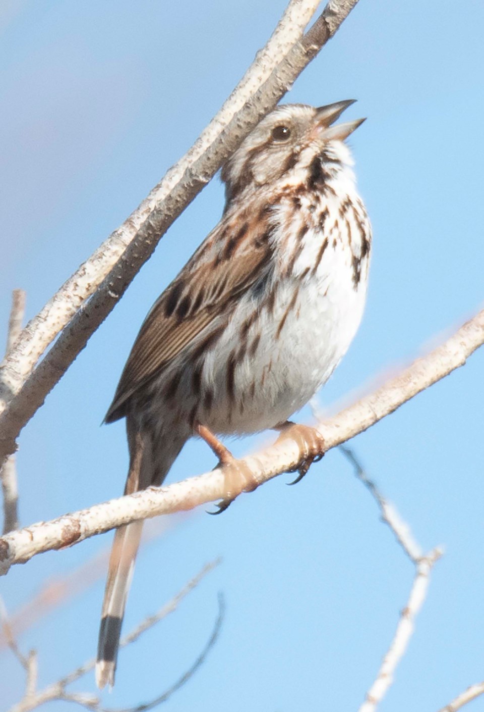 0508-migratory-bird-song-sparrow-6710-kmw