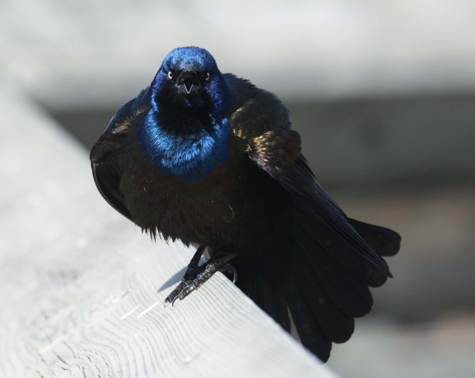0510-migratorybirdsay-grackle-5732-km