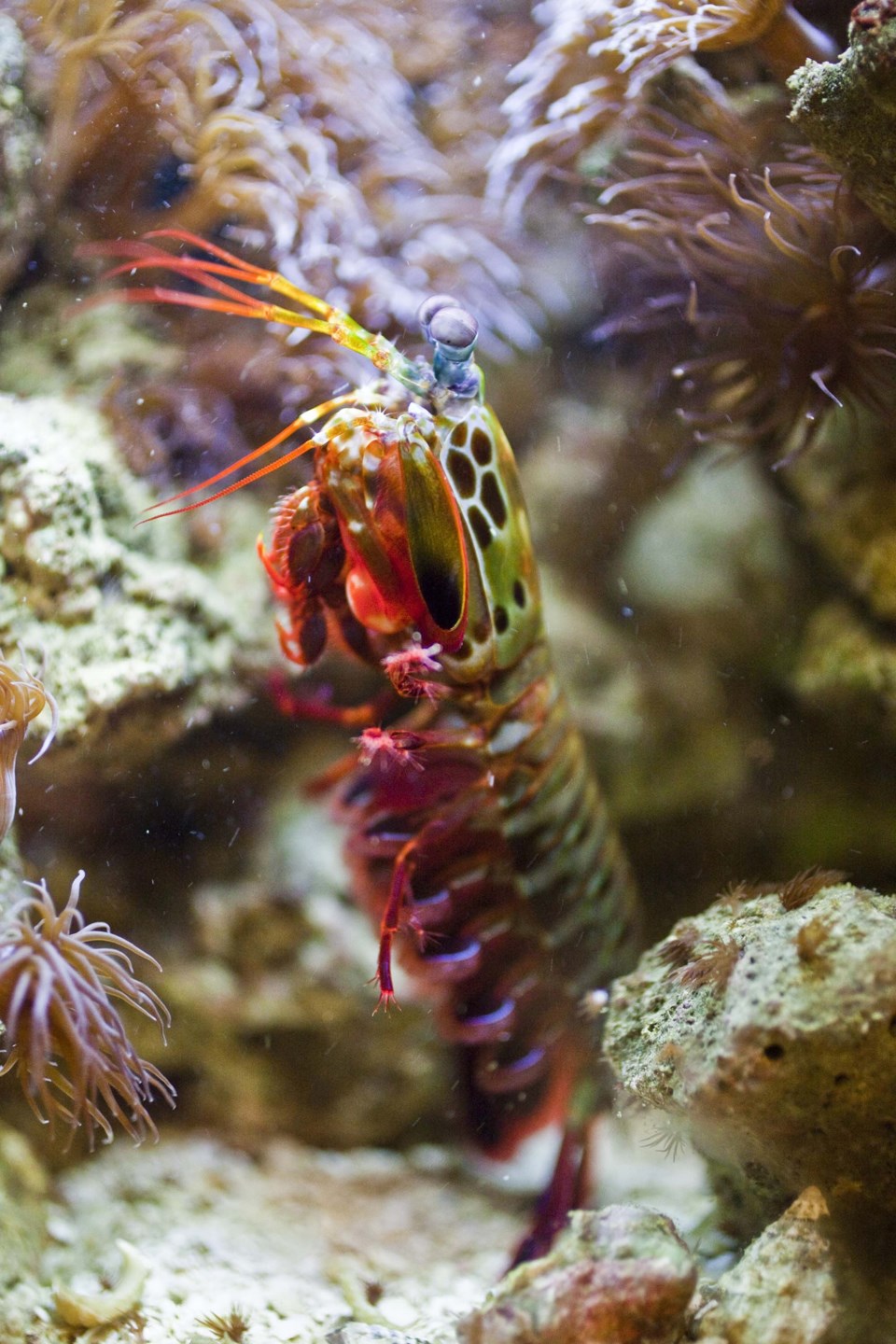 0510-scistal-spectrum-mantis-shrimp-sup