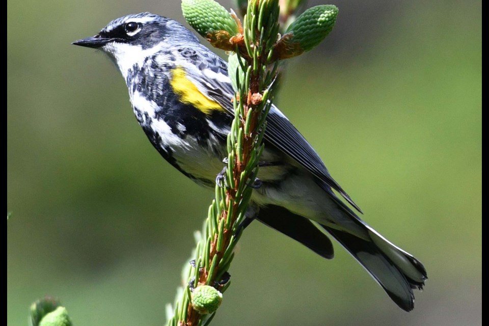 BOXING DAY SURPRISE — A Grandin resident spotted a yellow-rumped warbler similar to the one shown here during the St. Albert Christmas Bird Count on Dec. 26, 2020. This species has never been seen before in the count’s 30 year history, and is a very rare find during the winter around Edmonton. The bird is known for its yellow sides and rump (not shown here). LUDWIG CARBYN/Photo
