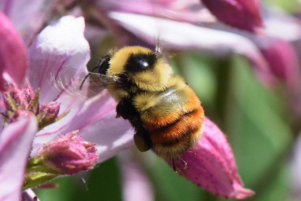 0607-wildbee-bumblebee-6326-km
