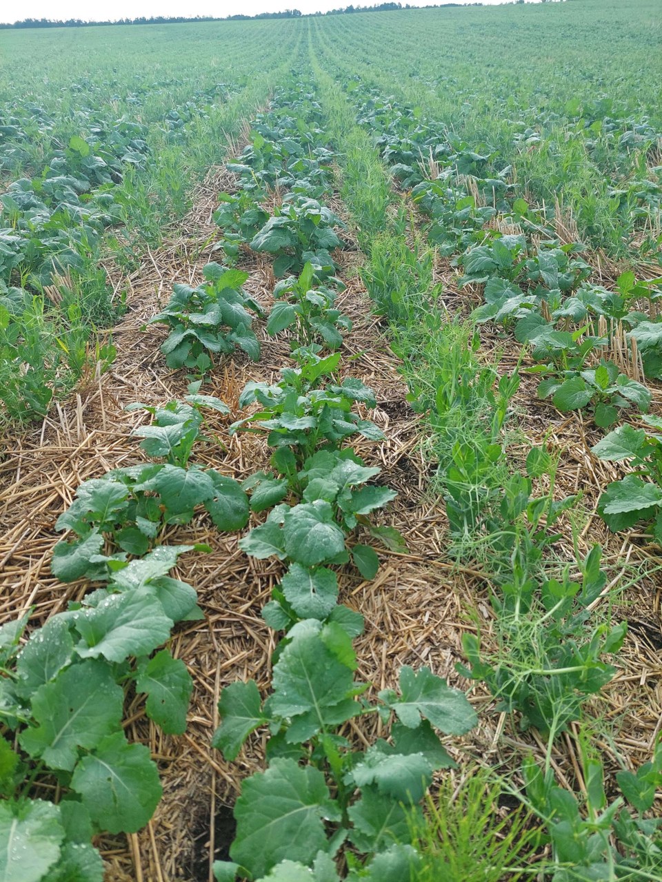 0619-greencowintercrop-canola-peas-sup