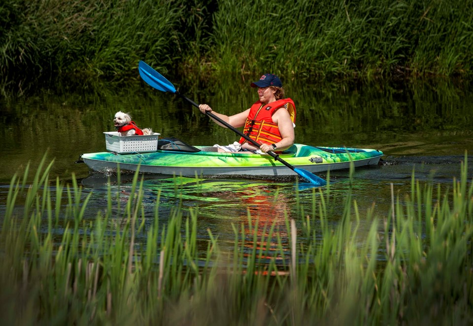 0716-sturgeon-update-sa-river-dog-dr30